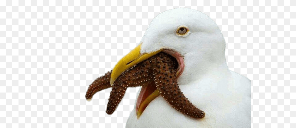Seagull Trying To Swallow Starfish, Animal, Beak, Bird, Sea Life Free Transparent Png