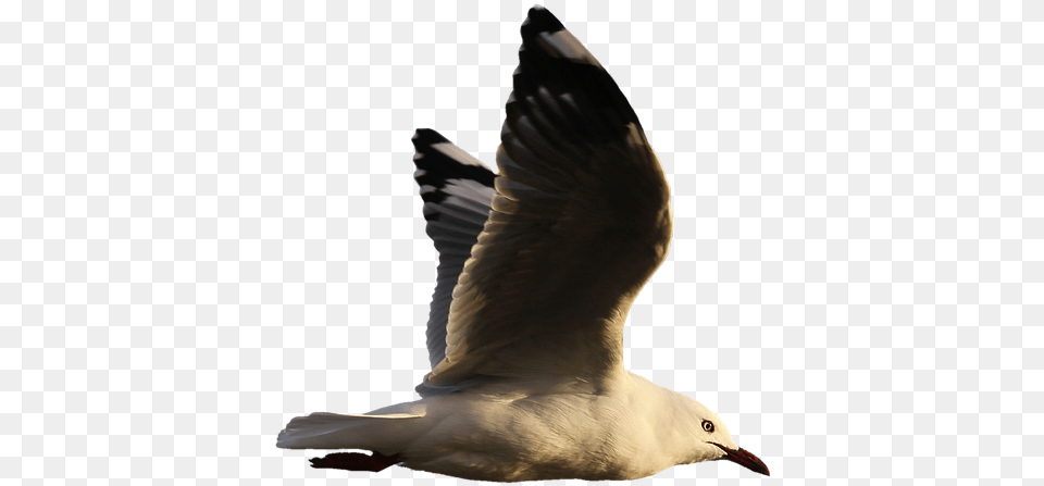 Seagull Water Bird Seevogel Plumage Wing Feather Aves En El Agua, Animal, Flying, Waterfowl, Beak Png