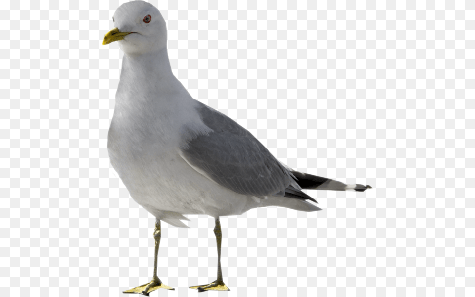 Seagull With No Background, Animal, Bird, Waterfowl, Beak Png