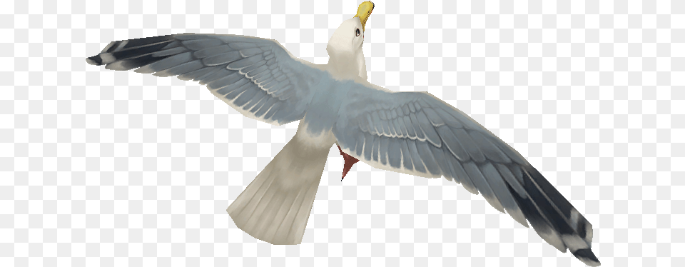 Seagulls, Animal, Bird, Seagull, Waterfowl Png