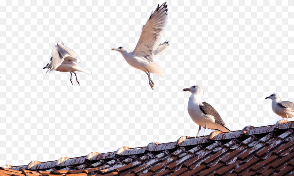 Seagulls, Animal, Seagull, Flying, Bird Free Png Download