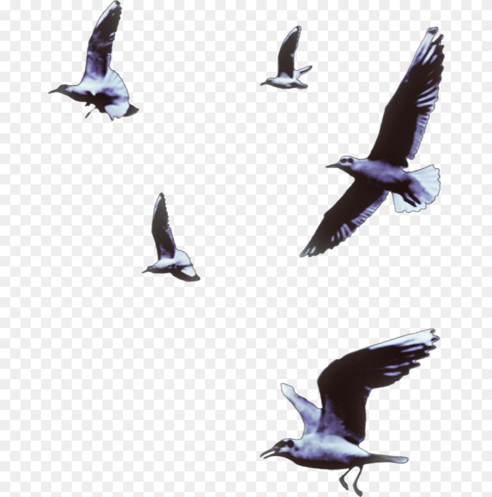 Seagulls Birds Flying Animals Vipshoutout Bird Flock, Animal, Seagull, Waterfowl Free Transparent Png