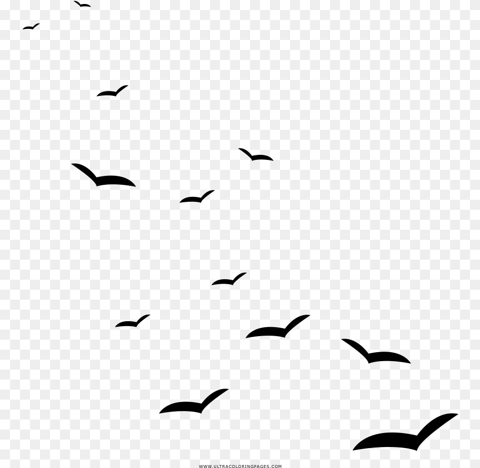 Seagulls Coloring, Gray Free Transparent Png