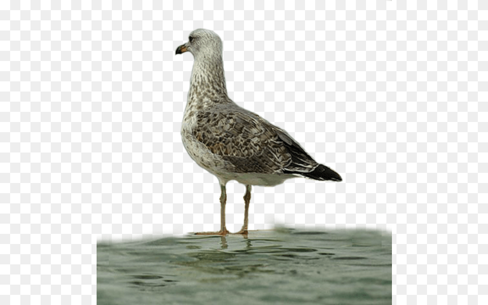 Seagulls European Herring Gull, Animal, Bird, Seagull, Waterfowl Free Transparent Png