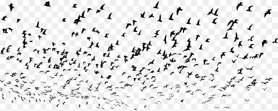 Seagulls Flock Silhouette Seagull Birds Swarm Silhouette Seagulls, Gray Png