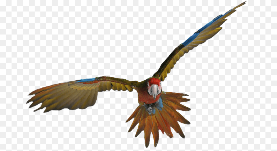 Seagulls Flying, Animal, Bird, Parrot, Macaw Png