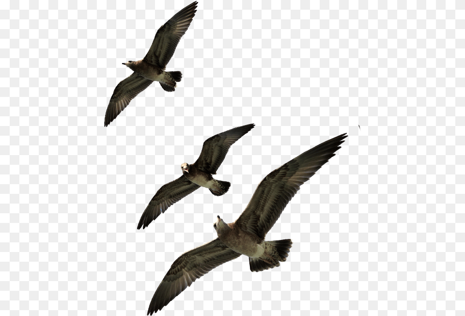 Seagulls Flying Seabird, Animal, Bird, Seagull, Waterfowl Free Png Download