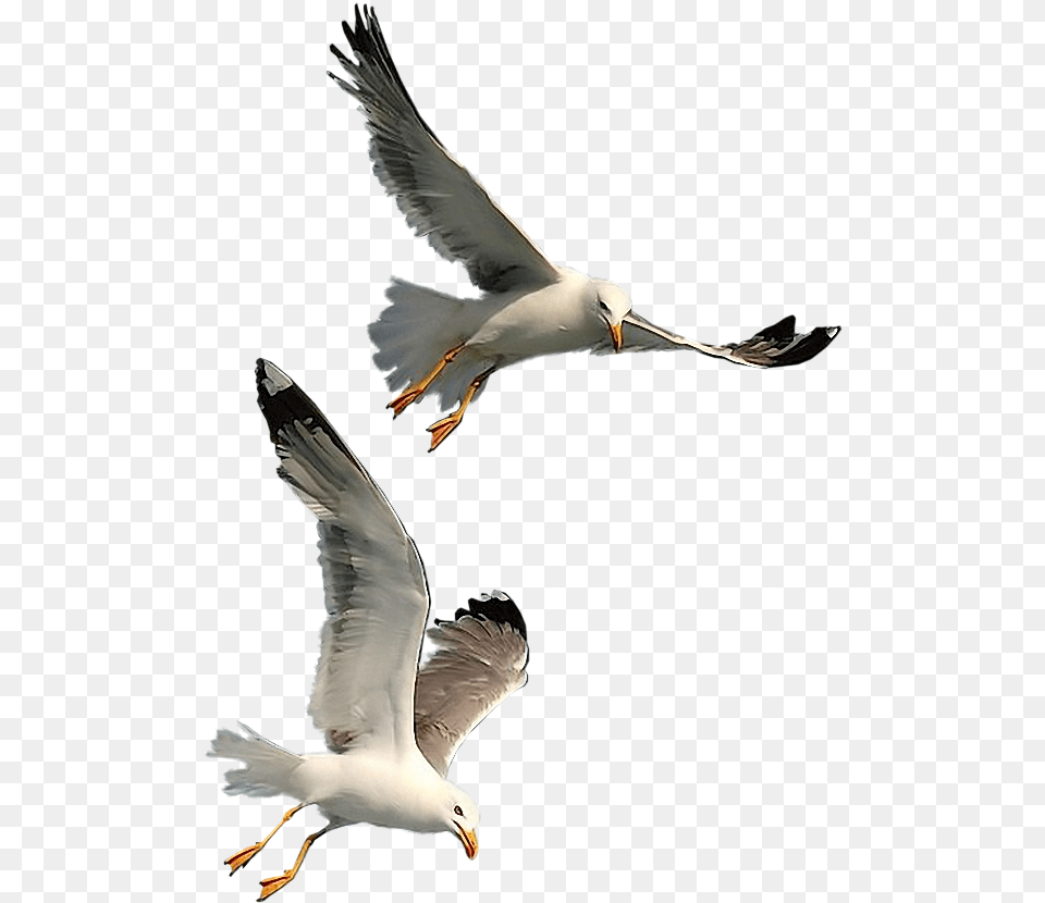 Seagulls Flying Seagull, Animal, Beak, Bird, Waterfowl Png Image