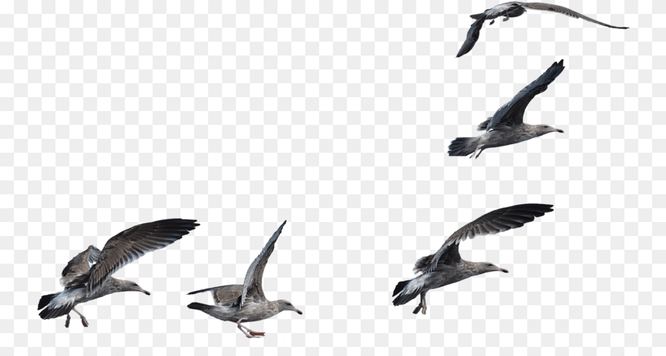 Seagulls Flying Animal, Bird, Seagull, Waterfowl Free Transparent Png