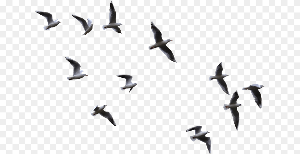 Seagulls Flying Transparent Background, Animal, Bird, Flock, Seagull Free Png