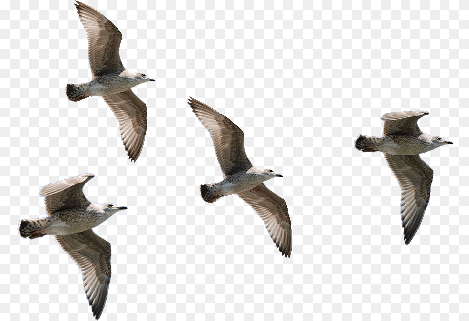 Seagulls Flying Transparent Background Birds Flying, Animal, Bird, Seagull, Waterfowl Png
