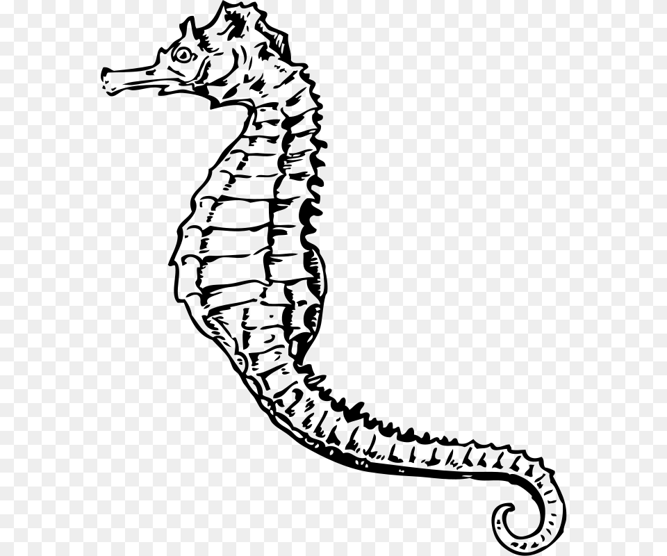 Seahorse 001 Seahorse Black And White, Gray Png