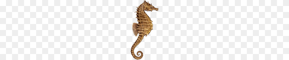 Seahorse, Animal, Mammal, Sea Life, Reptile Free Png Download