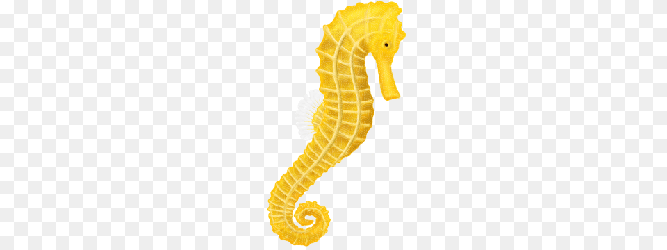 Seahorse, Animal, Mammal, Sea Life, Insect Png Image