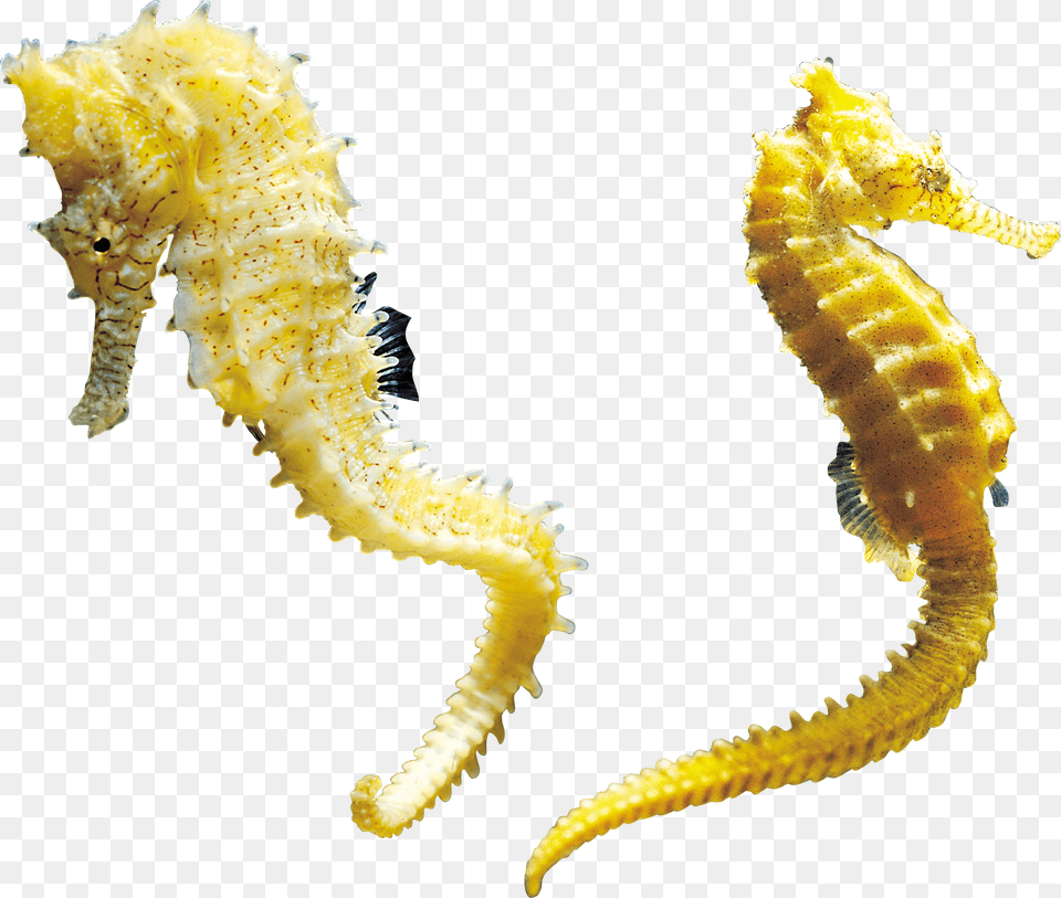 Seahorse, Animal, Sea Life, Mammal, Insect Free Png