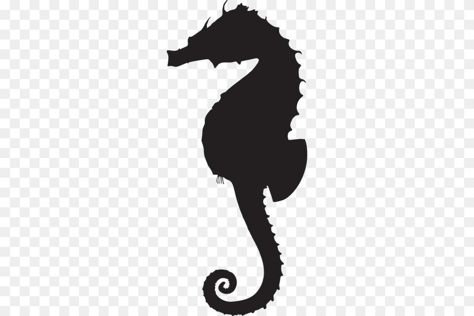 Seahorse, Animal, Mammal, Sea Life, Baby Free Transparent Png