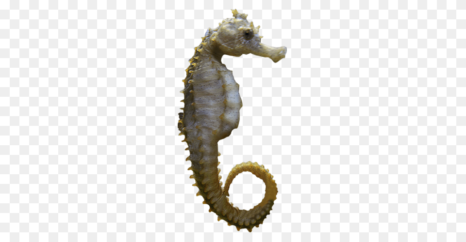 Seahorse, Animal, Mammal, Sea Life, Insect Free Png Download