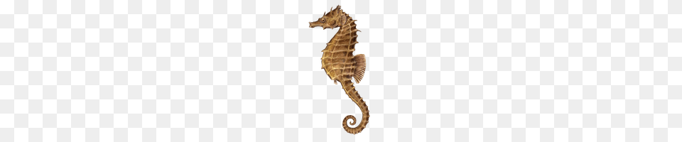 Seahorse, Animal, Mammal, Sea Life, Lizard Free Png Download