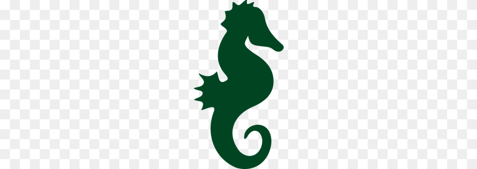 Seahorse Animal, Mammal, Sea Life, Person Free Png Download