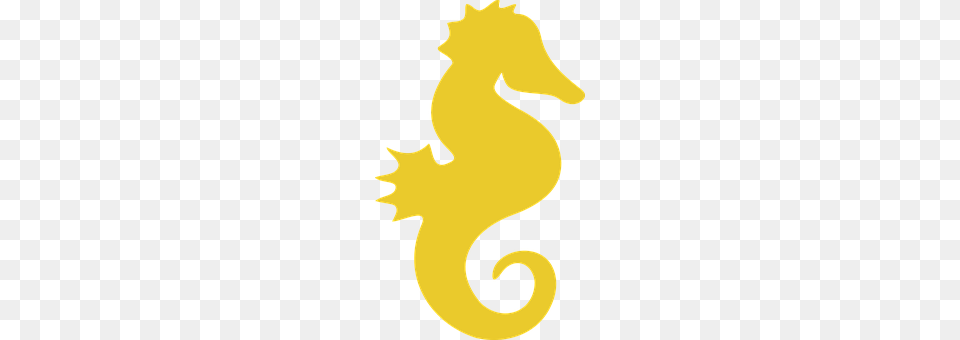 Seahorse Animal, Sea Life, Mammal Png Image