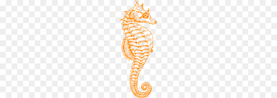 Seahorse Animal, Mammal, Sea Life Png Image