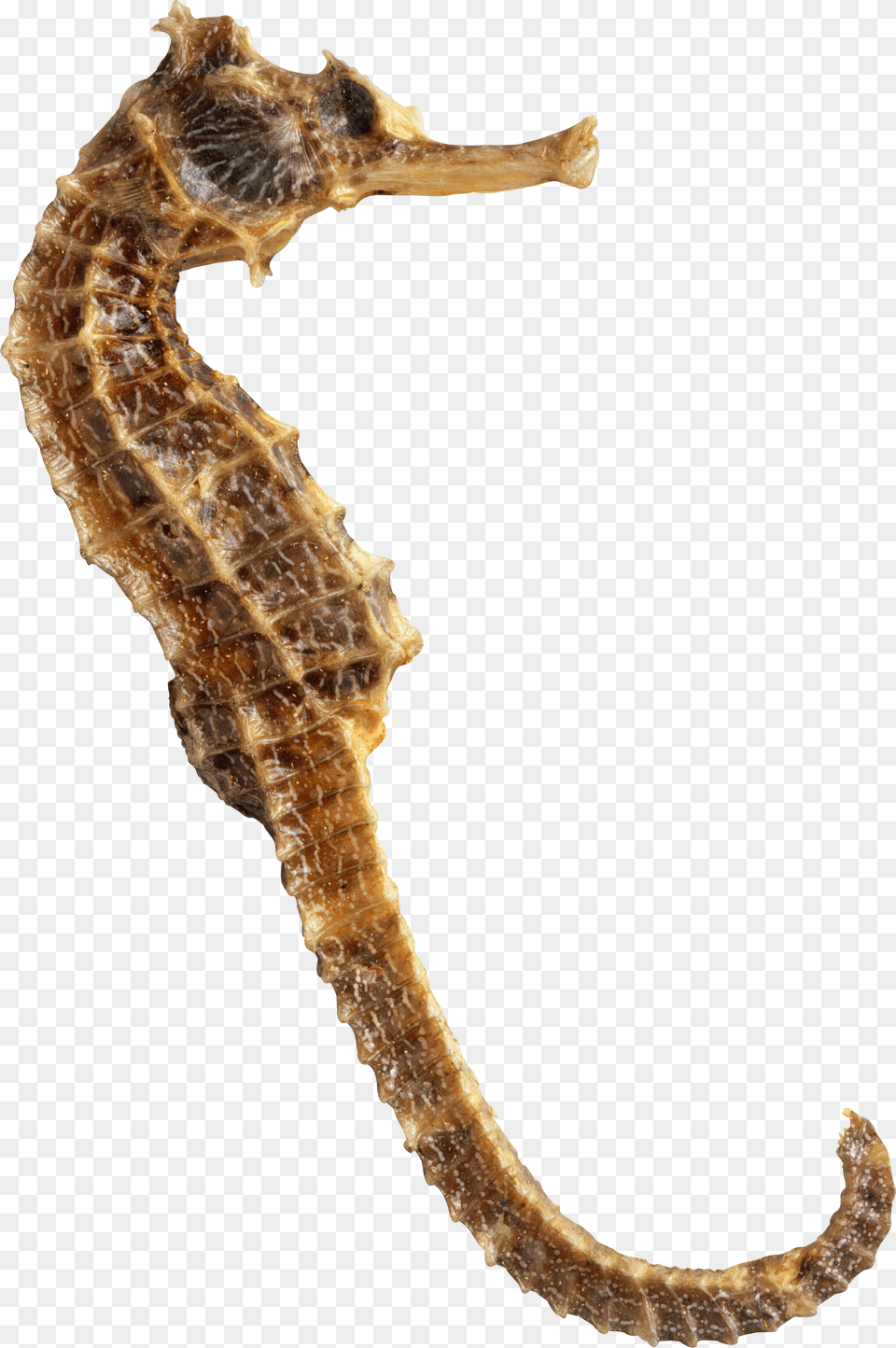 Seahorse, Animal, Mammal, Sea Life Png Image