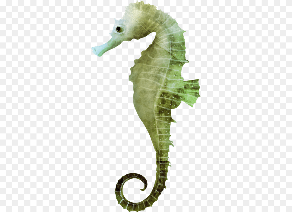 Seahorse, Animal, Mammal, Sea Life, Insect Free Png Download