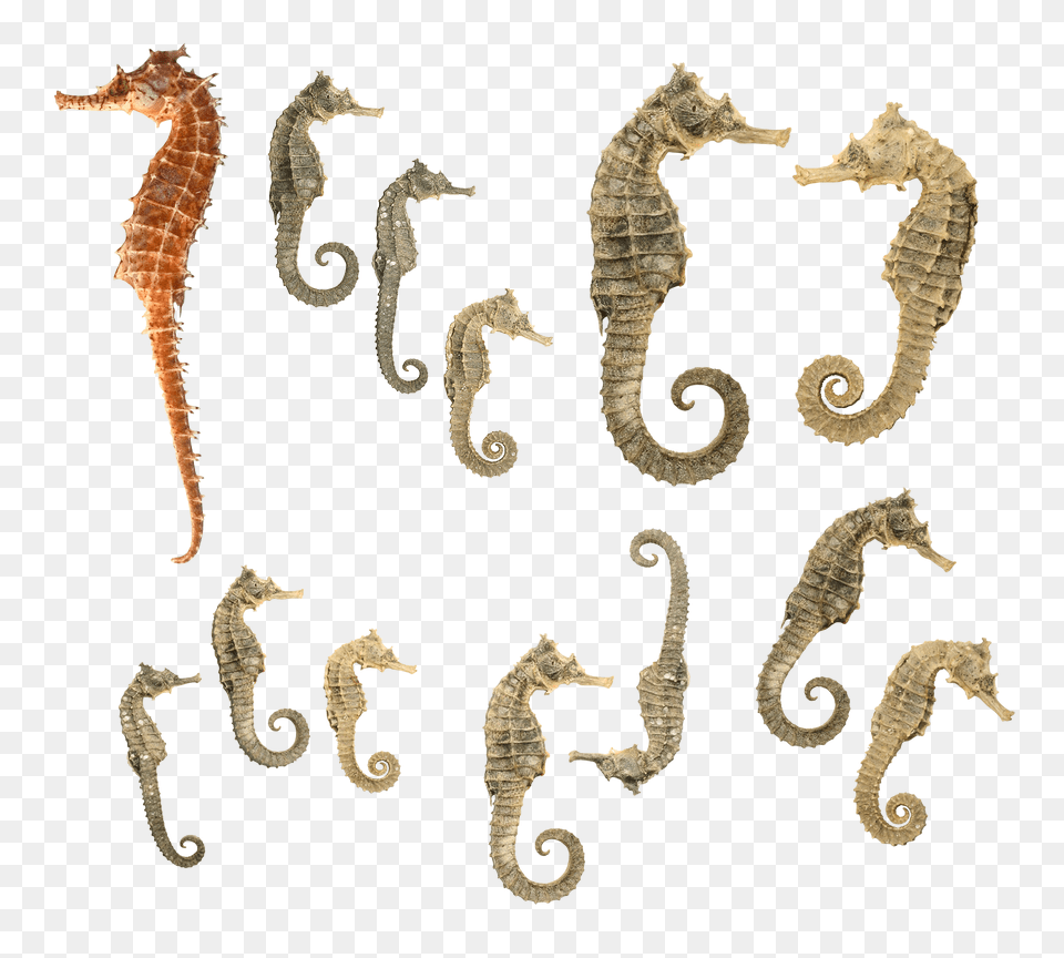 Seahorse, Animal, Sea Life, Mammal, Insect Png