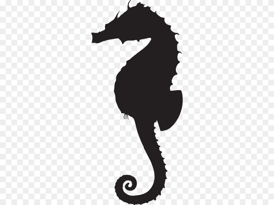 Seahorse, Animal, Mammal, Sea Life, Baby Free Png Download