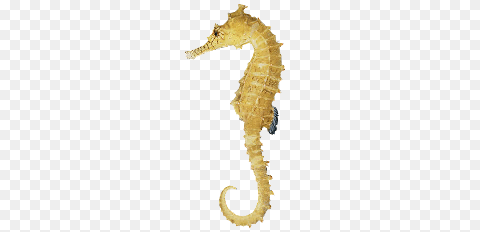 Seahorse, Animal, Mammal, Sea Life Free Png Download