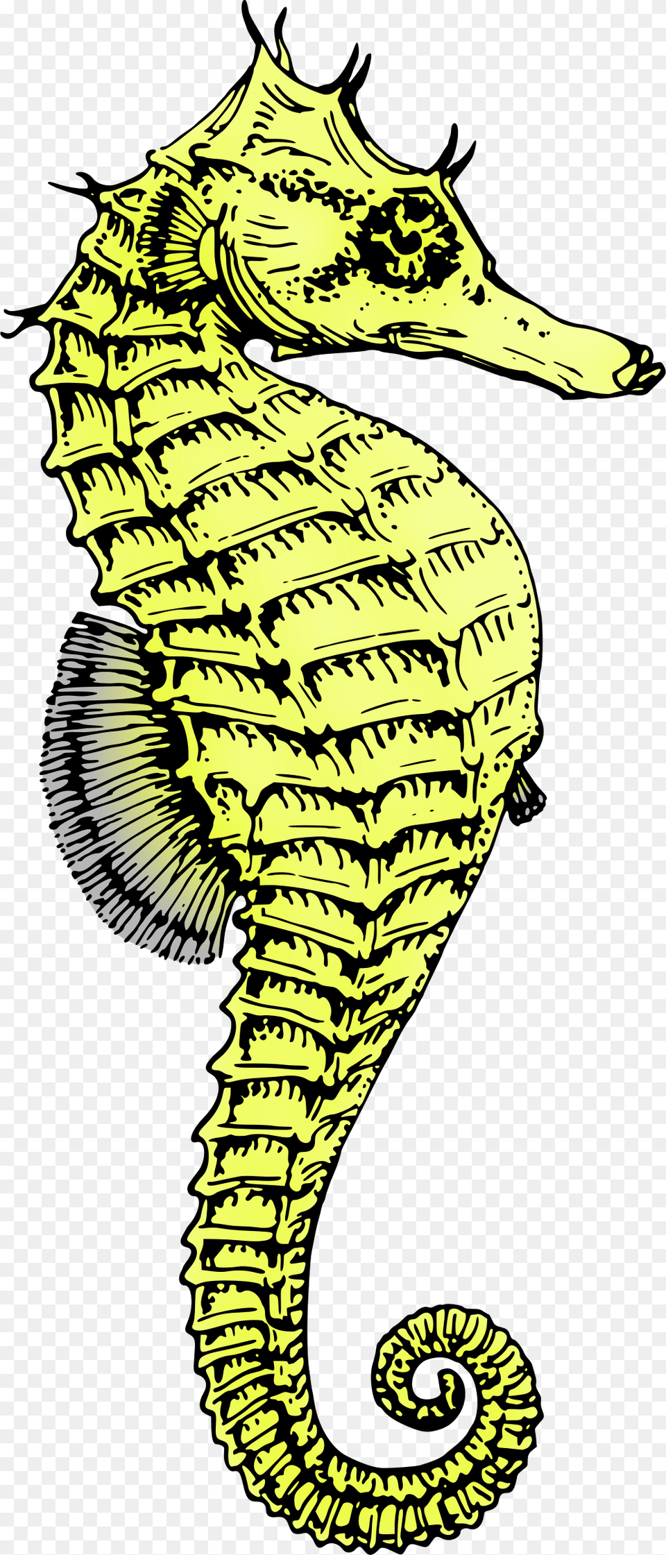 Seahorse, Animal, Sea Life, Mammal Free Transparent Png