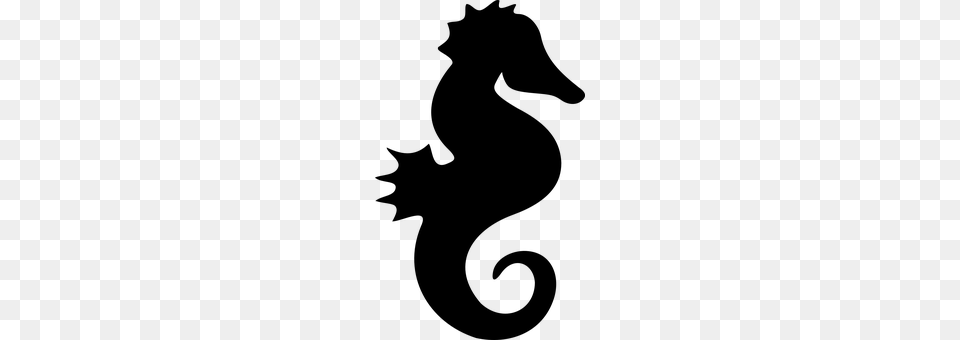 Seahorse Gray Png Image