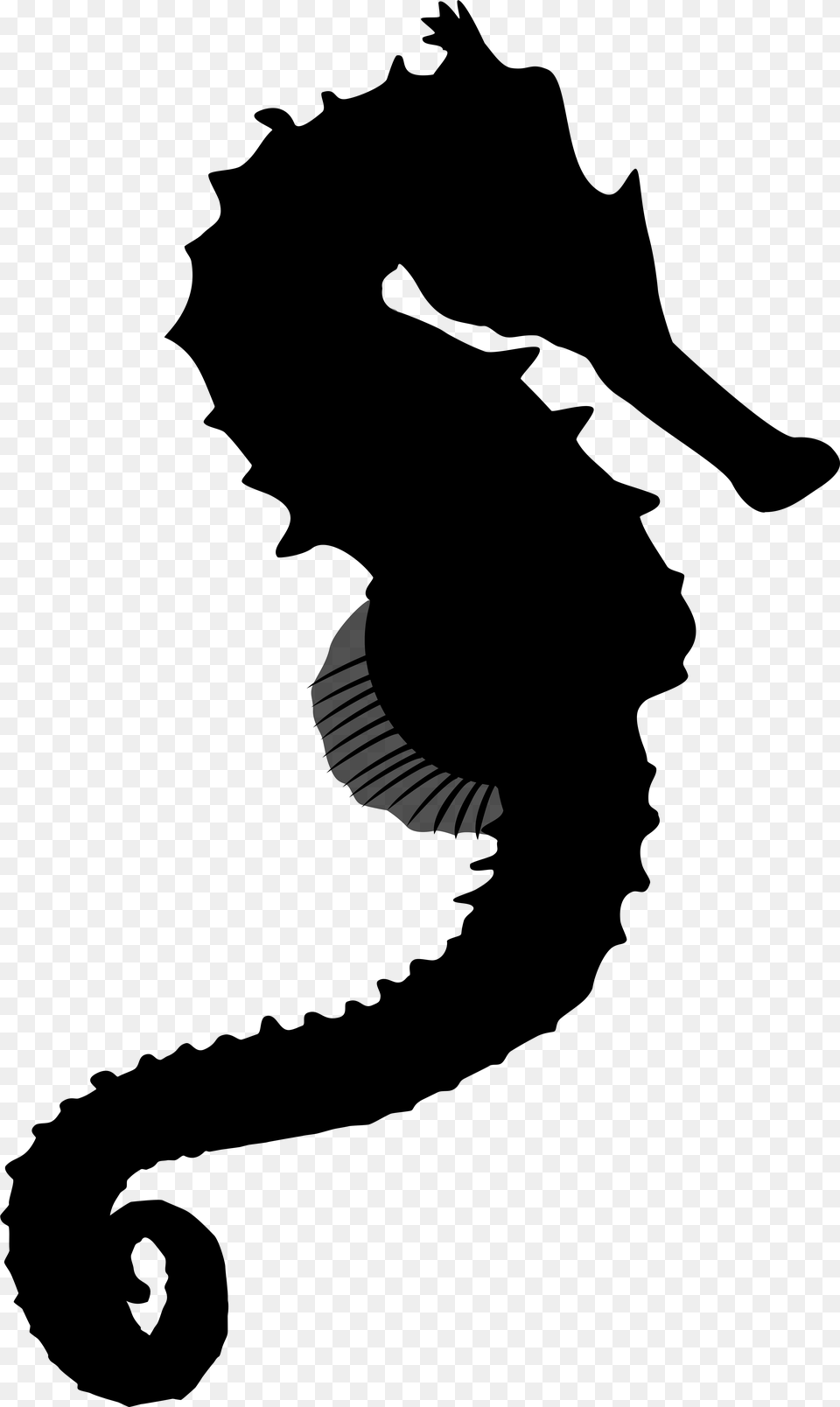 Seahorse Black Amp White Illustration, Gray Png Image