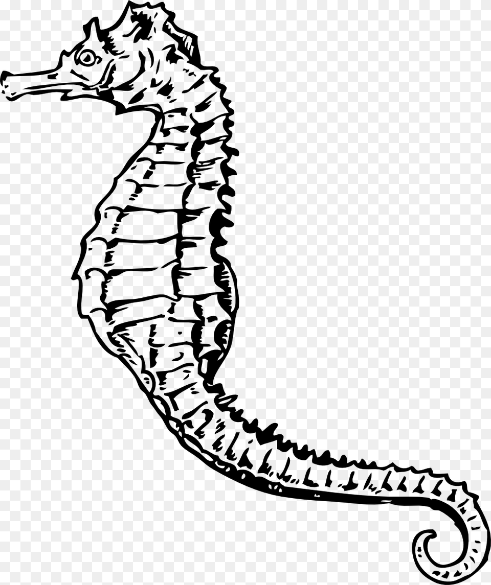 Seahorse Black And White, Animal, Mammal, Sea Life, Reptile Png Image