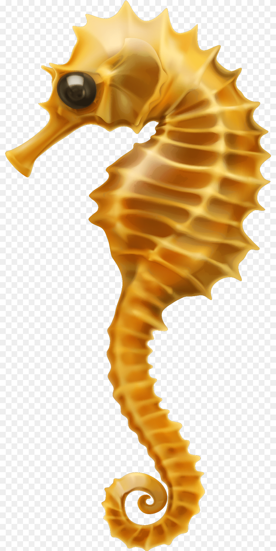 Seahorse Clip Art Clipart Coral Reef Fish Seahorse, Animal, Mammal, Sea Life Free Png