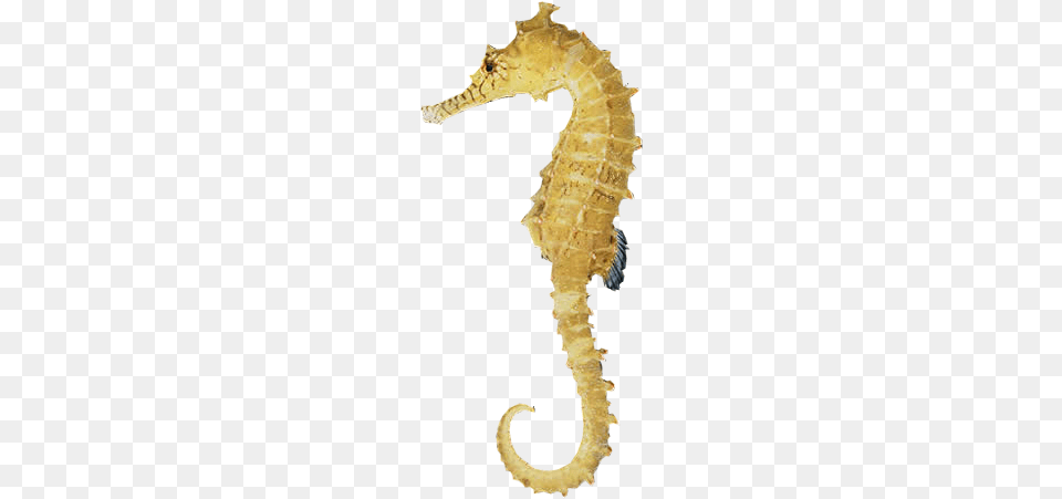 Seahorse Download Sea Horse, Animal, Mammal, Sea Life Free Png