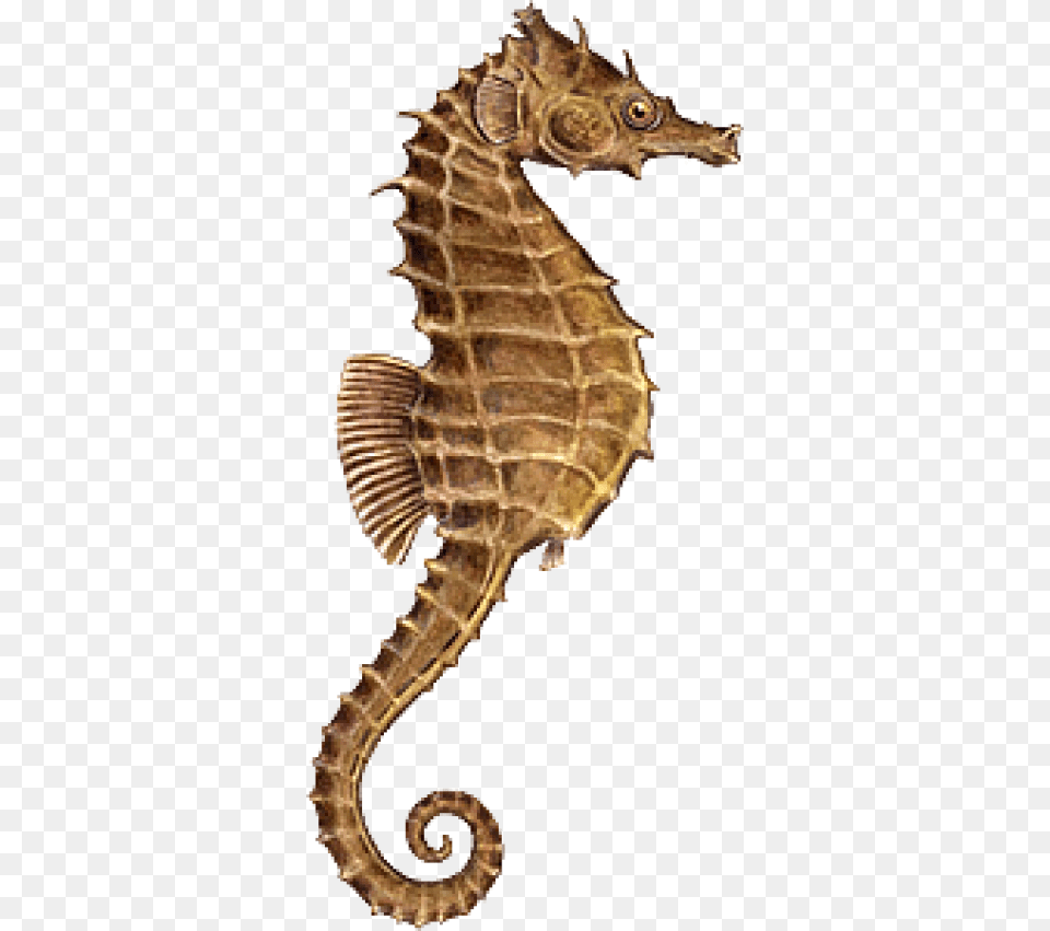 Seahorse Download With Transparent Background Sea Horse, Animal, Mammal, Sea Life, Ammunition Png