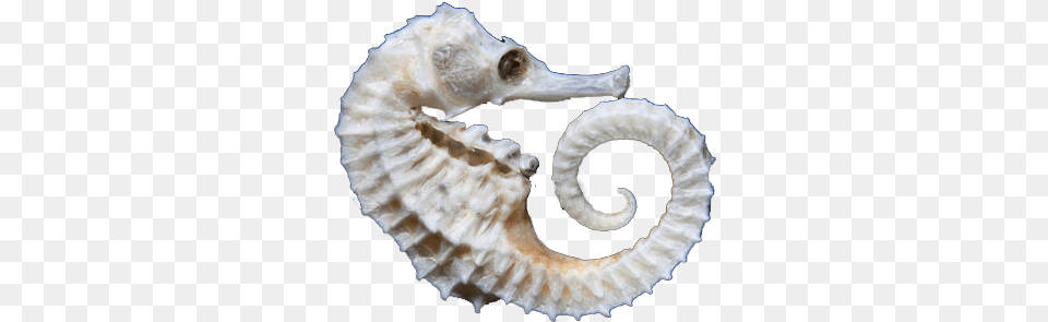 Seahorse For Sale Seahorse For Sale Dubai Seahorse Argali, Animal, Sea Life, Mammal Free Png Download