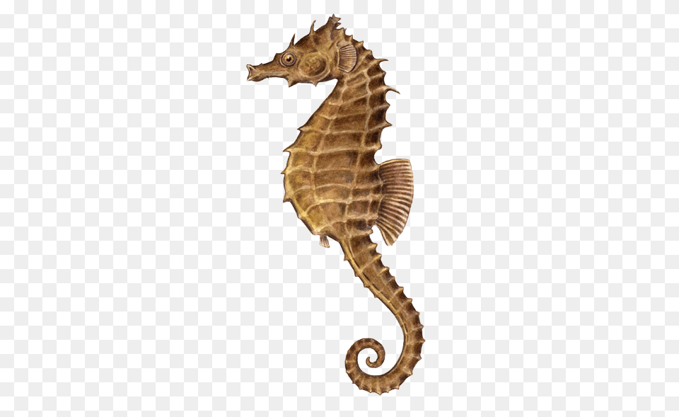 Seahorse Illustration, Animal, Mammal, Sea Life, Insect Png