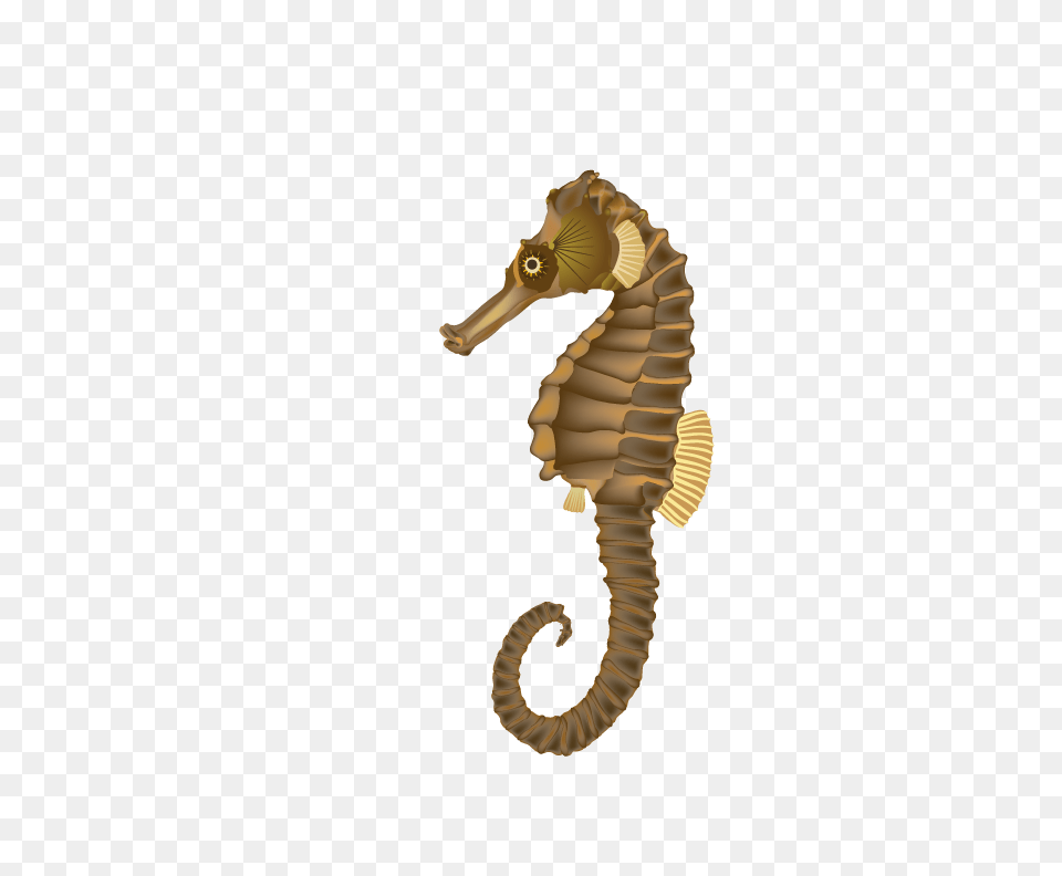 Seahorse Images, Animal Free Png Download