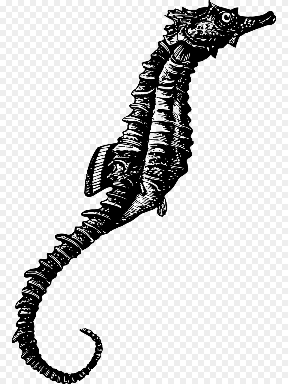 Seahorse Photos Black And White, Gray Free Png