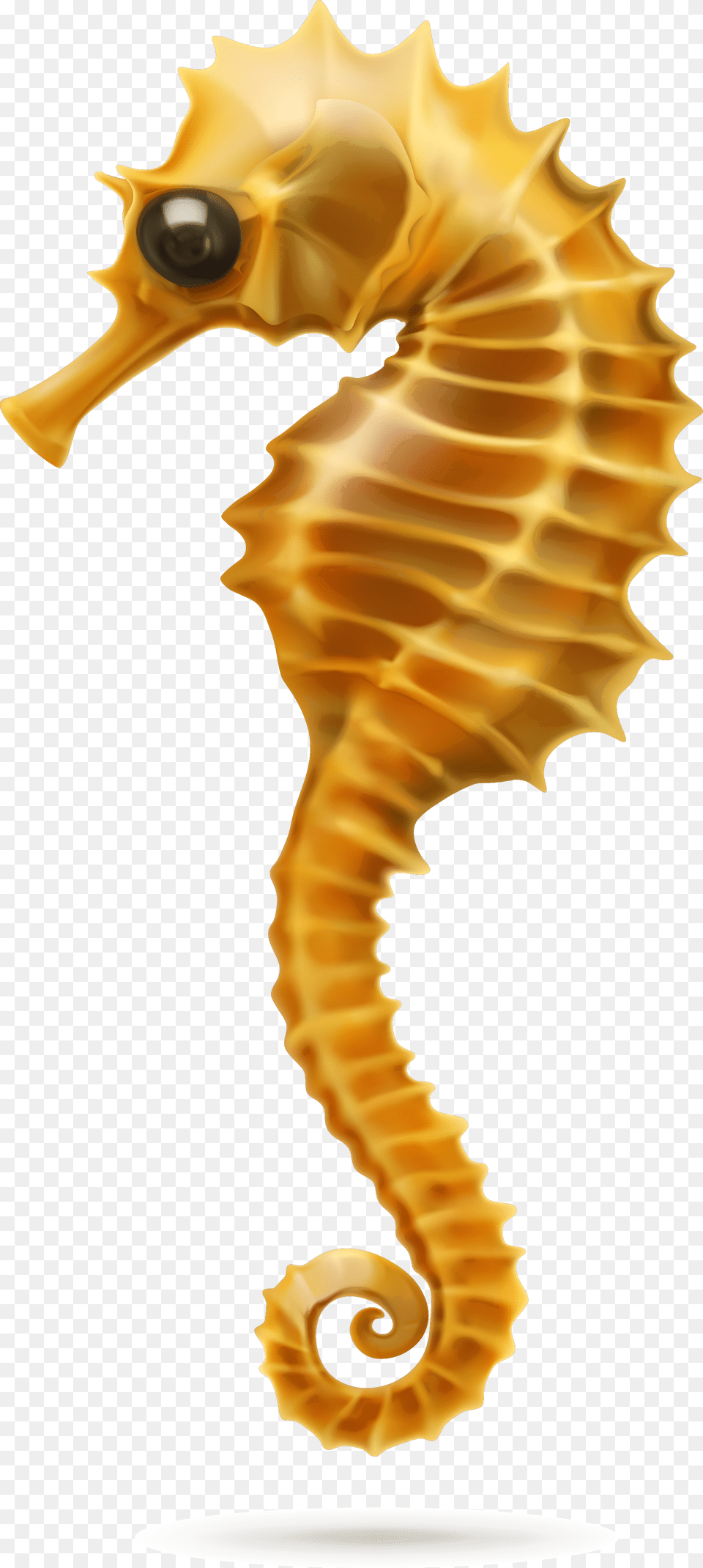 Seahorse Picture White Background, Animal, Mammal, Sea Life Png Image