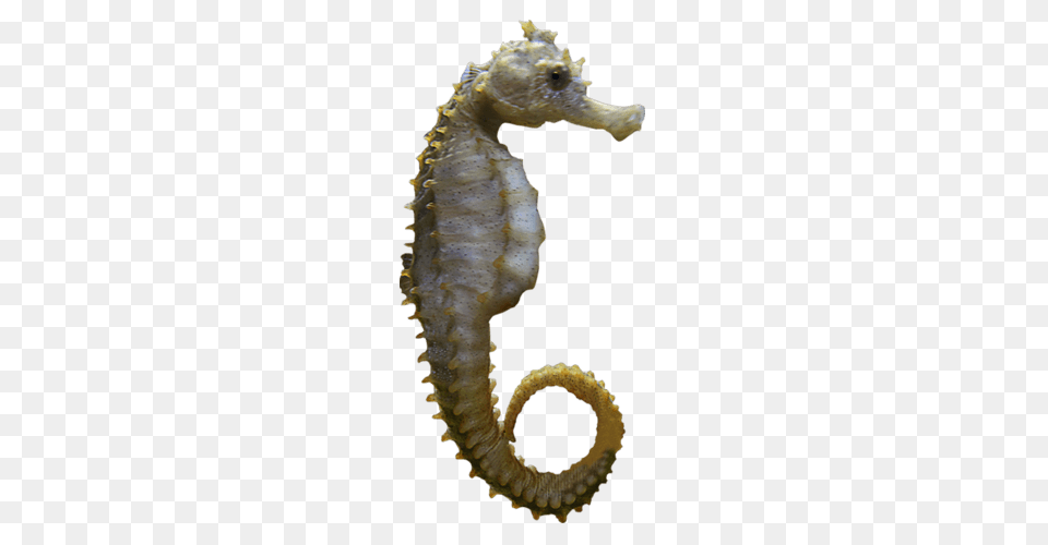 Seahorse Sideview, Animal, Mammal, Sea Life, Insect Free Png Download