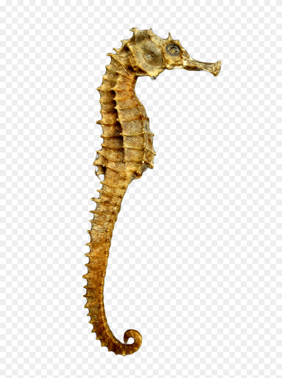 Seahorse Skeleton Image Sea Horse, Animal, Mammal, Sea Life, Insect Free Png Download