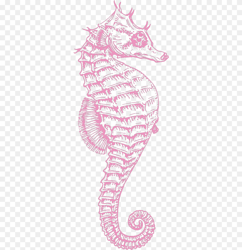 Seahorse Svg Clip Art For Web Clipart Seahorse, Animal, Mammal, Sea Life Free Png