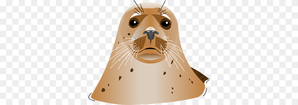 Seal Animal, Mammal, Sea Life, Sea Lion Free Transparent Png