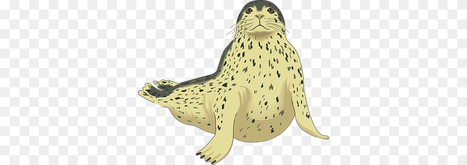 Seal Animal, Mammal, Sea Life, Sea Lion Png