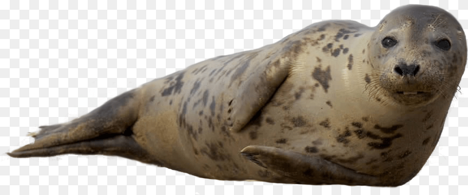 Seal Animal Sea Seals, Mammal, Sea Life, Sea Lion, Fish Free Transparent Png