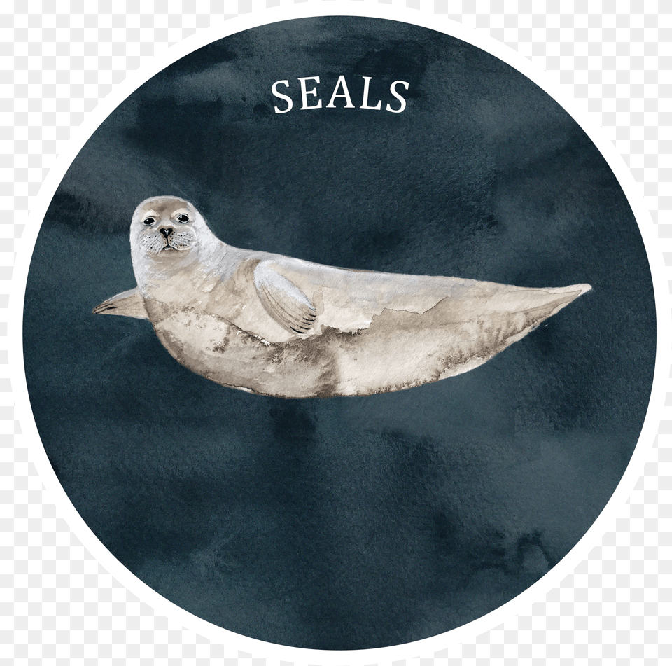 Seal Baltic Gray Seal, Animal, Mammal, Sea Life, Bird Free Transparent Png
