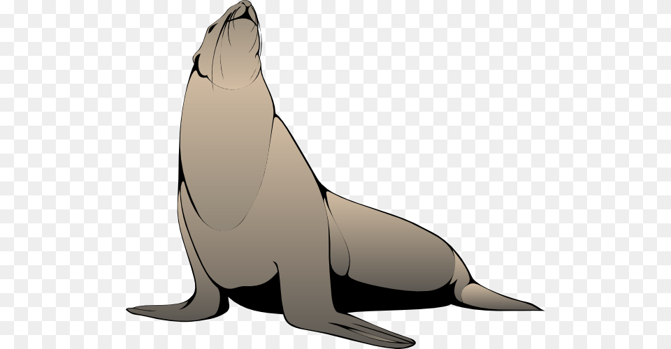 Seal Clip Art, Animal, Mammal, Sea Life, Sea Lion Png